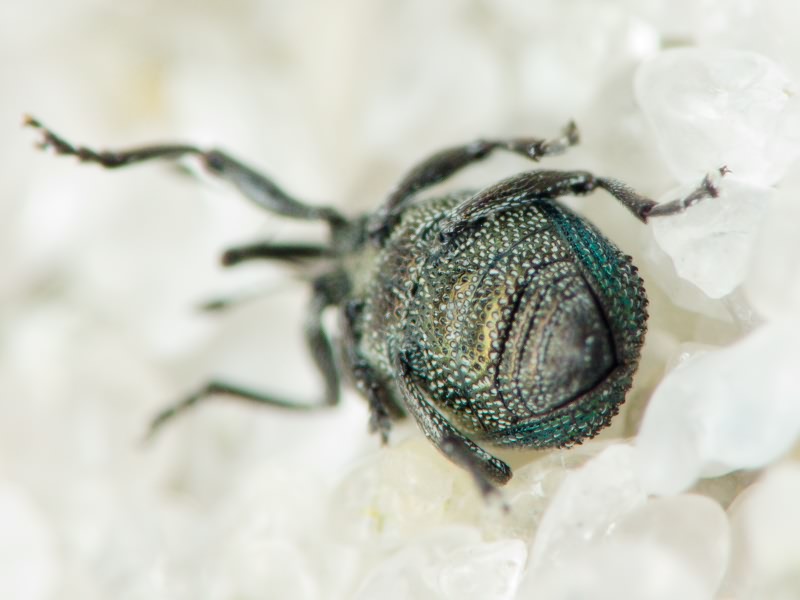 Ceutorhynchus erysimi (Fabricius, 1787)